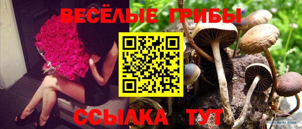 Галлюциногенные грибы Magic Shrooms Будённовск