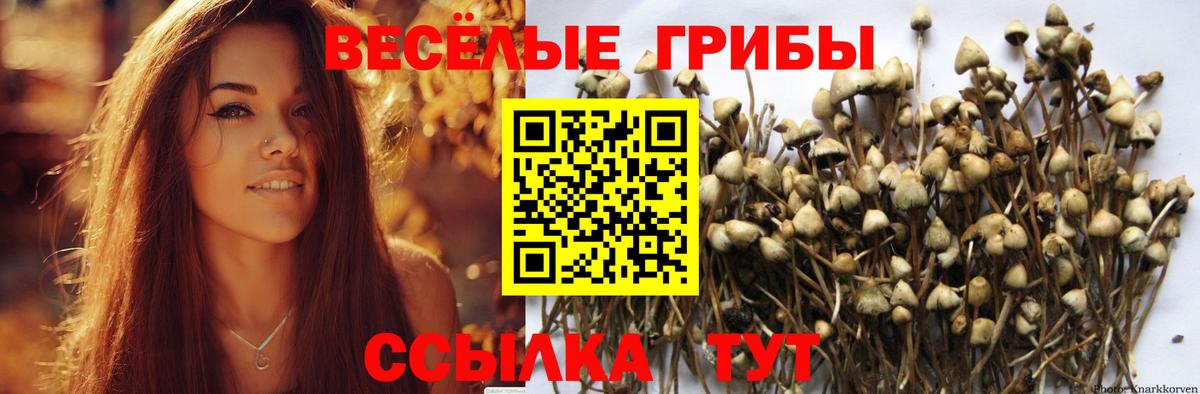 Псилоцибиновые грибы MAGIC MUSHROOMS  Вход с VPN  Псилоцибиновые грибы Psilocybe  Будённовск 